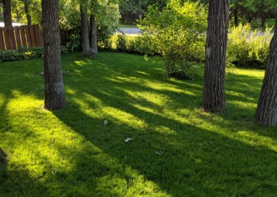 Grass - after